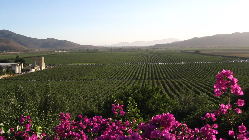 Luxury private car driving to Valle de Guadalupe from San Diego